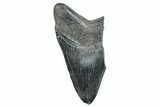 Bargain, Fossil Megalodon Tooth - South Carolina #275396-1